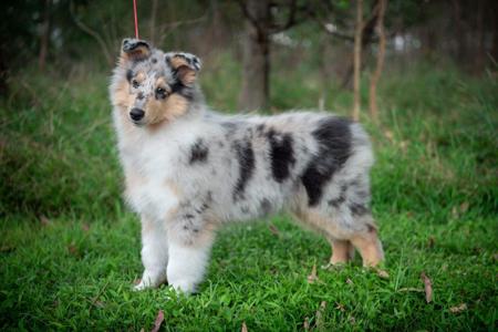 Collie (Rough) for sale by CHAMINGTN