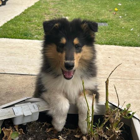 Collie (Rough) for sale by CHAMINGTN