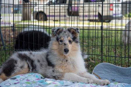 Collie (Rough) for sale by CHAMINGTN