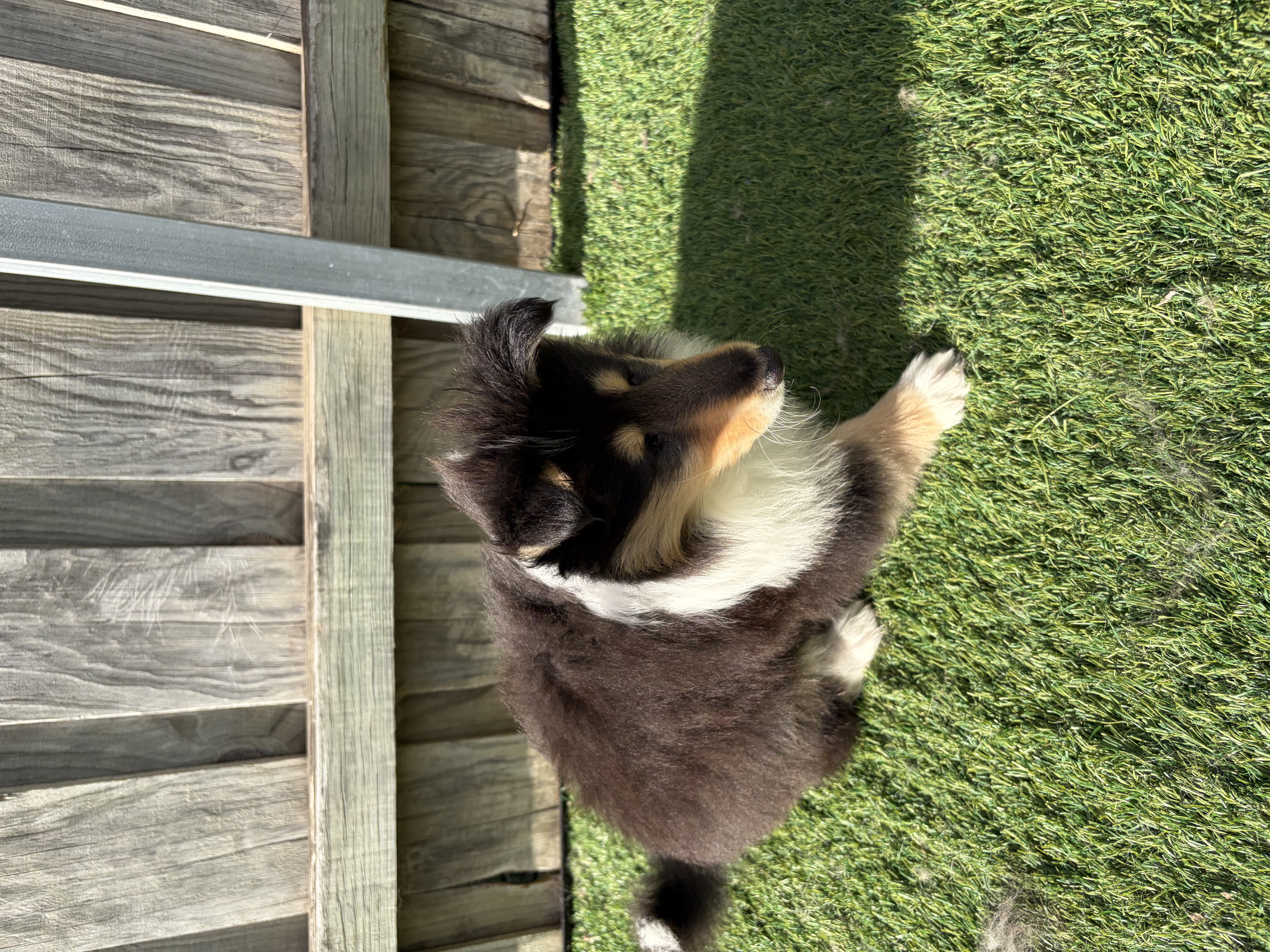 Collie (Rough) puppy for sale by ADUNCAN159