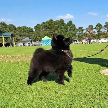 Schipperke for sale by DROVERSTORM