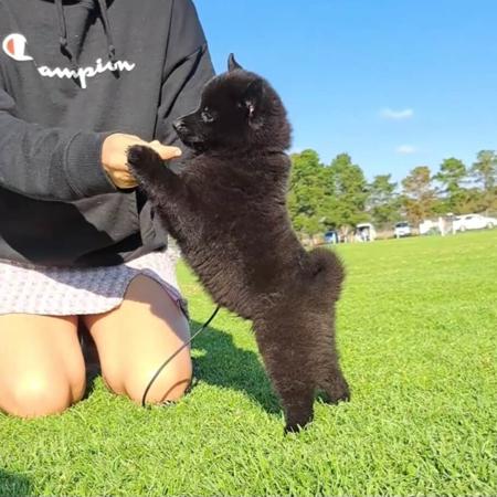 Schipperke for sale by DROVERSTORM