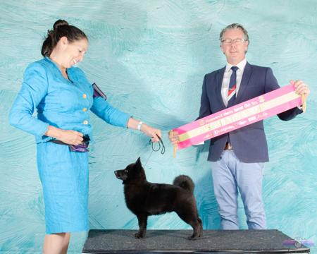 Schipperke for sale by DROVERSTORM