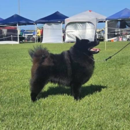 Schipperke for sale by DROVERSTORM