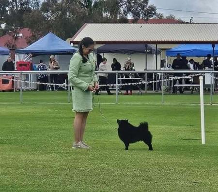 Schipperke for sale by DROVERSTORM