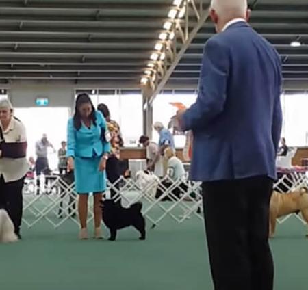 Schipperke for sale by DROVERSTORM