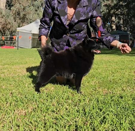 Schipperke for sale by DROVERSTORM