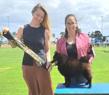 Schipperke for sale by DROVERSTORM