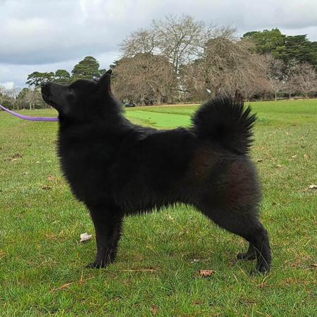 Schipperke for sale by DROVERSTORM