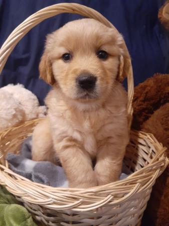 Golden Retriever for sale by ABBYBELL