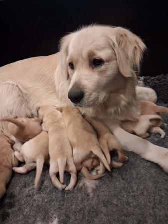 Golden Retriever puppy for sale by ABBYBELL