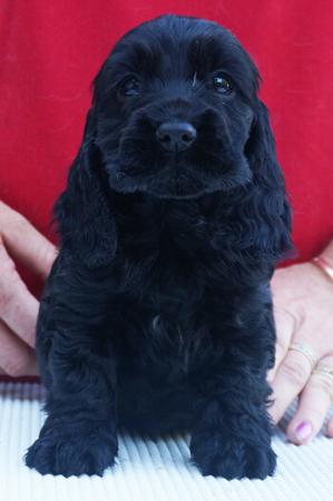 Cocker Spaniel puppy for sale by TARRENDAYLE