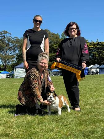 British Bulldog for sale by KARMABULLZ 