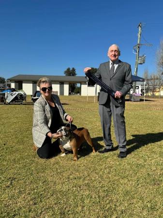 British Bulldog for sale by KARMABULLZ 