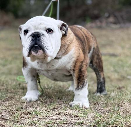 British Bulldog for sale by KARMABULLZ 