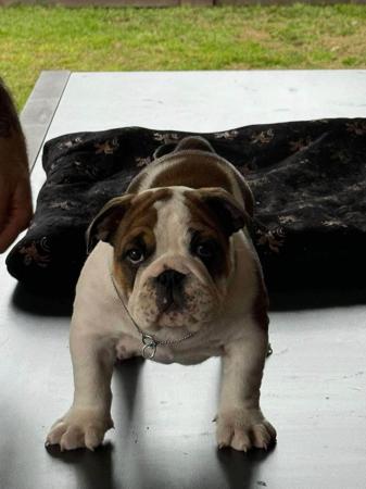 British Bulldog for sale by KARMABULLZ 