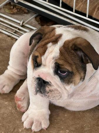 British Bulldog for sale by KARMABULLZ