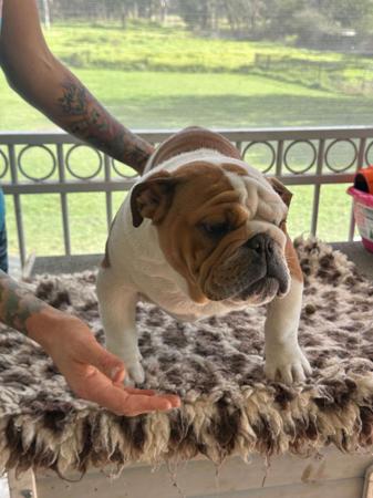 British Bulldog for sale by KARMABULLZ 