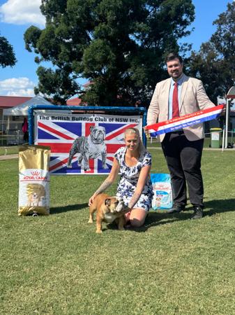 British Bulldog for sale by KARMABULLZ 