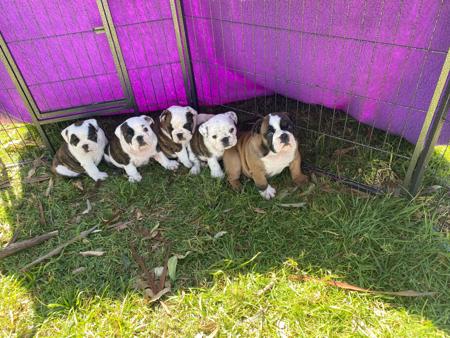 British Bulldog for sale by KARMABULLZ 