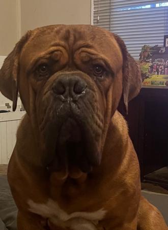 Dogue de Bordeaux for sale by KARMABULLZ