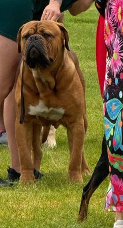 Dogue de Bordeaux for sale by KARMABULLZ