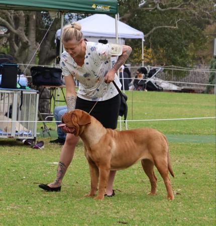 Dogue de Bordeaux for sale by KARMABULLZ