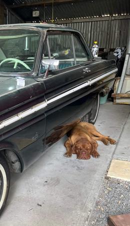 Dogue de Bordeaux for sale by KARMABULLZ