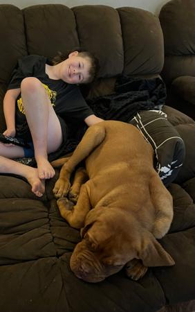 Dogue de Bordeaux for sale by KARMABULLZ