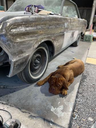 Dogue de Bordeaux for sale by KARMABULLZ