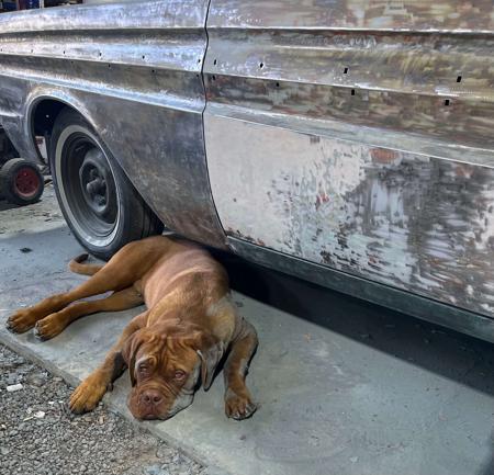 Dogue de Bordeaux for sale by KARMABULLZ