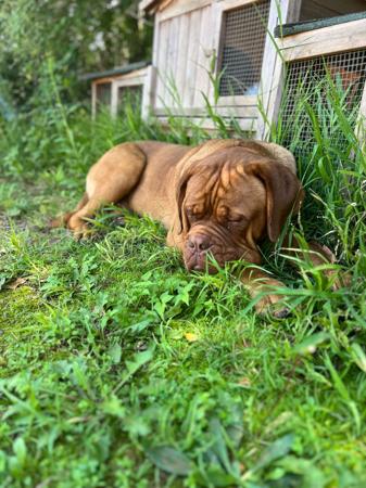 Dogue de Bordeaux for sale by KARMABULLZ
