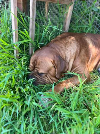 Dogue de Bordeaux for sale by KARMABULLZ