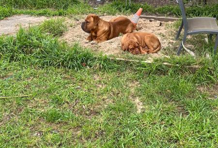 Dogue de Bordeaux for sale by KARMABULLZ