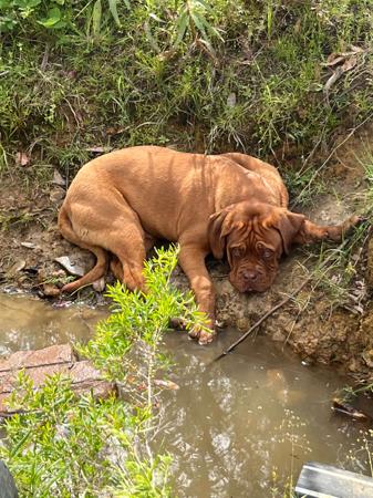 Dogue de Bordeaux for sale by KARMABULLZ