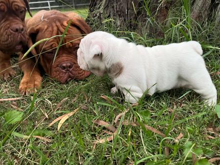 Dogue de Bordeaux for sale by KARMABULLZ
