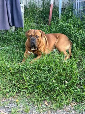 Dogue de Bordeaux for sale by KARMABULLZ