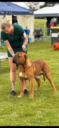 Dogue de Bordeaux for sale by KARMABULLZ