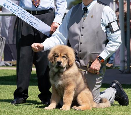 Tibetan Mastiff for sale by BUSHSONG
