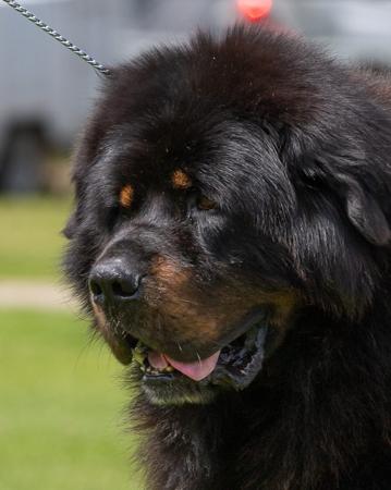 Tibetan Mastiff for sale by BUSHSONG