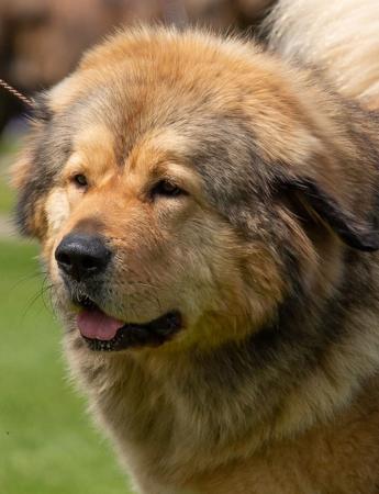 Tibetan Mastiff for sale by BUSHSONG
