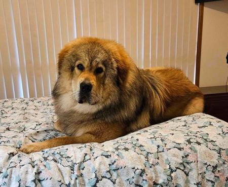 Tibetan Mastiff for sale by BUSHSONG