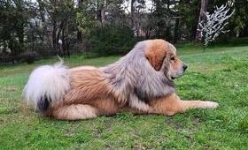Tibetan Mastiff for sale by BUSHSONG