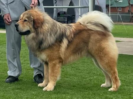Tibetan Mastiff for sale by BUSHSONG