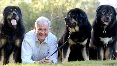 Tibetan Mastiff for sale by BUSHSONG