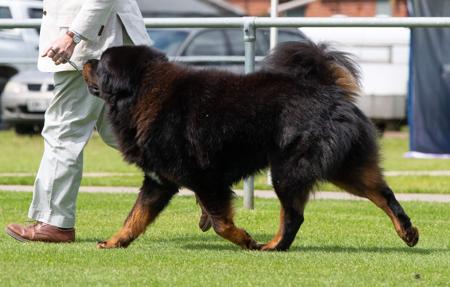 Tibetan Mastiff for sale by BUSHSONG