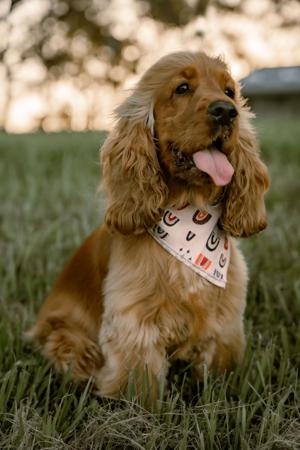 Cocker Spaniel for sale by CRITTACOCKAS