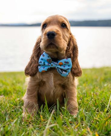 Cocker Spaniel for sale by CRITTACOCKAS