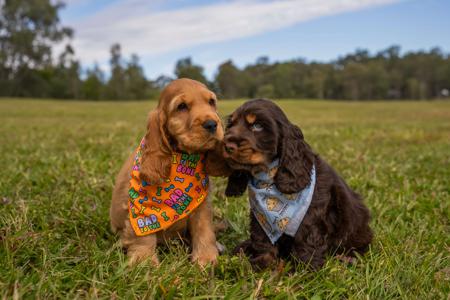 Cocker Spaniel for sale by CRITTACOCKAS
