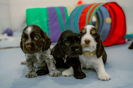 Cocker Spaniel puppy for sale by CRITTACOCKAS
